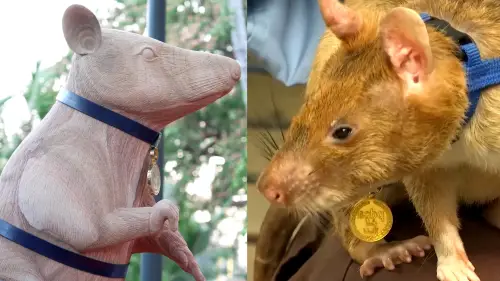 Monumental murid: Landmine-sniffing rat ‘Magawa’ honoured with statue in Cambodia