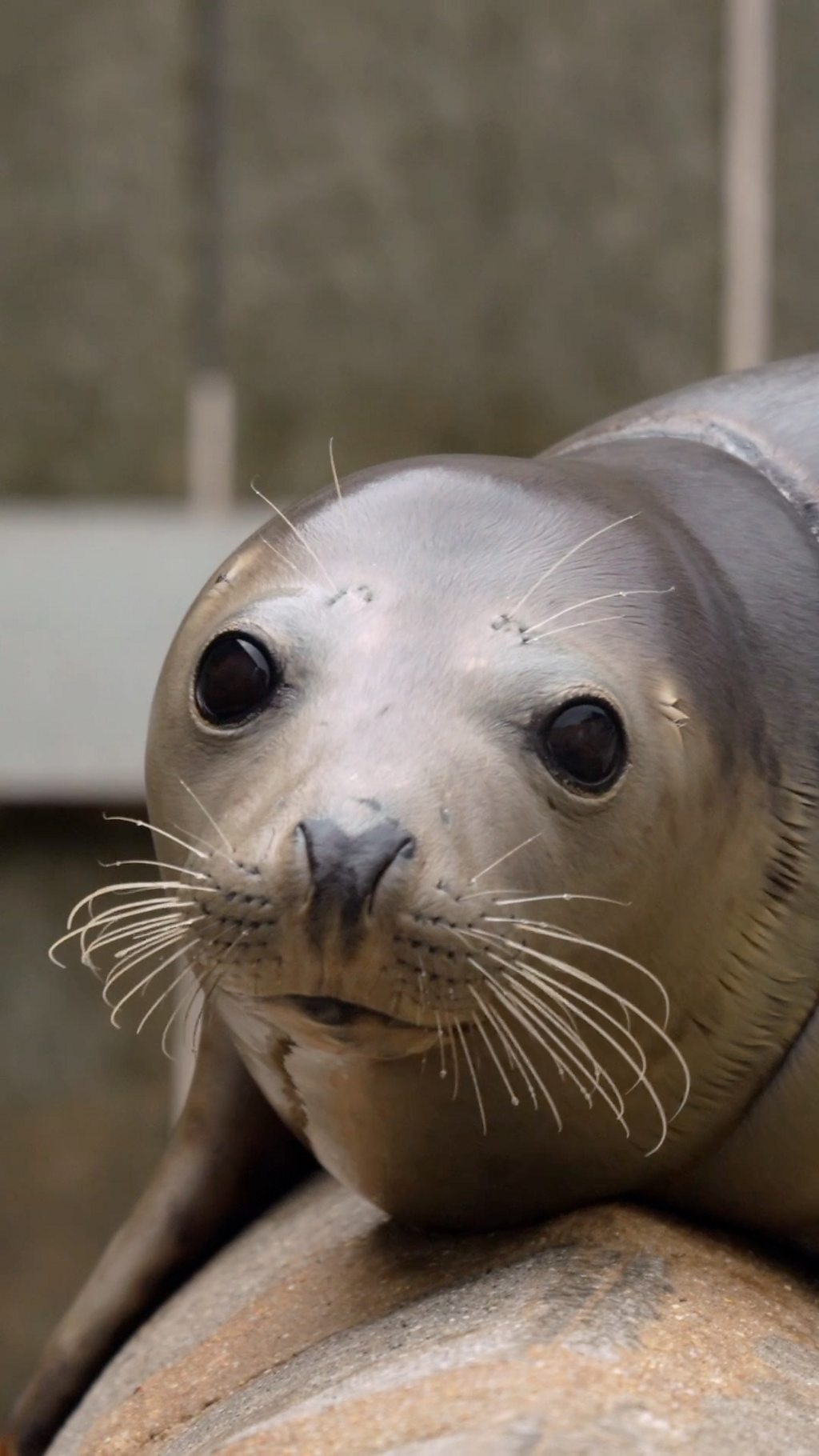 The fight to stop animals dying in fishing nets