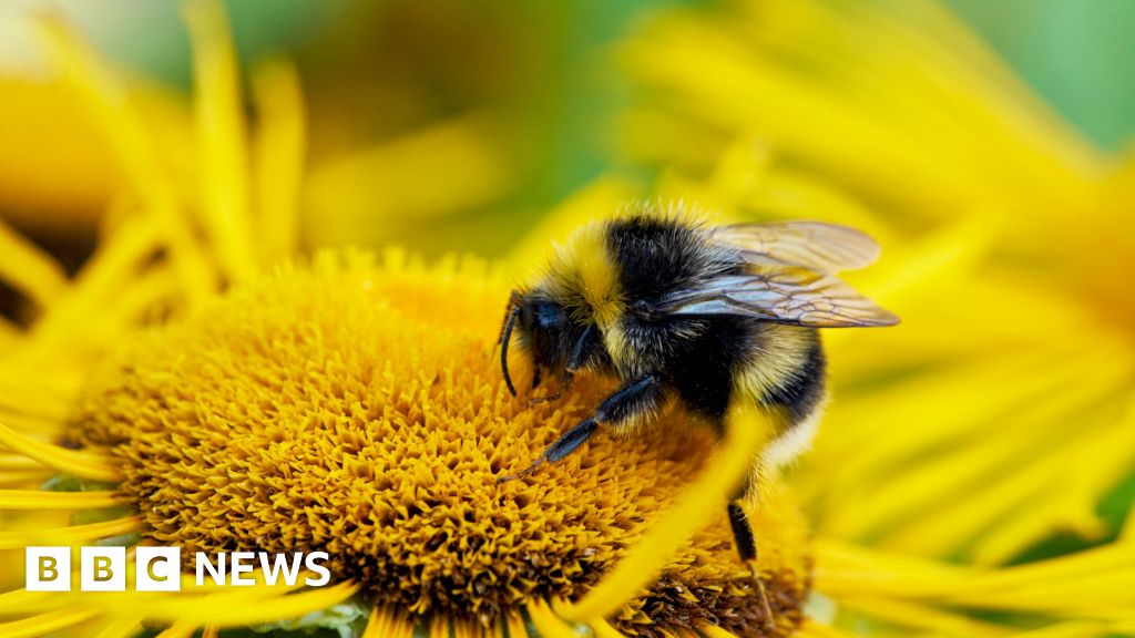 UK's bumblebees are struggling in heatwaves