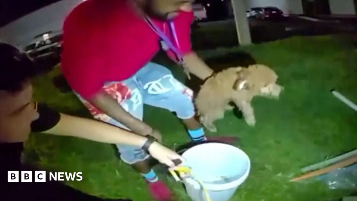 Watch: Puppy rescued from drain using a bucket and cheese
