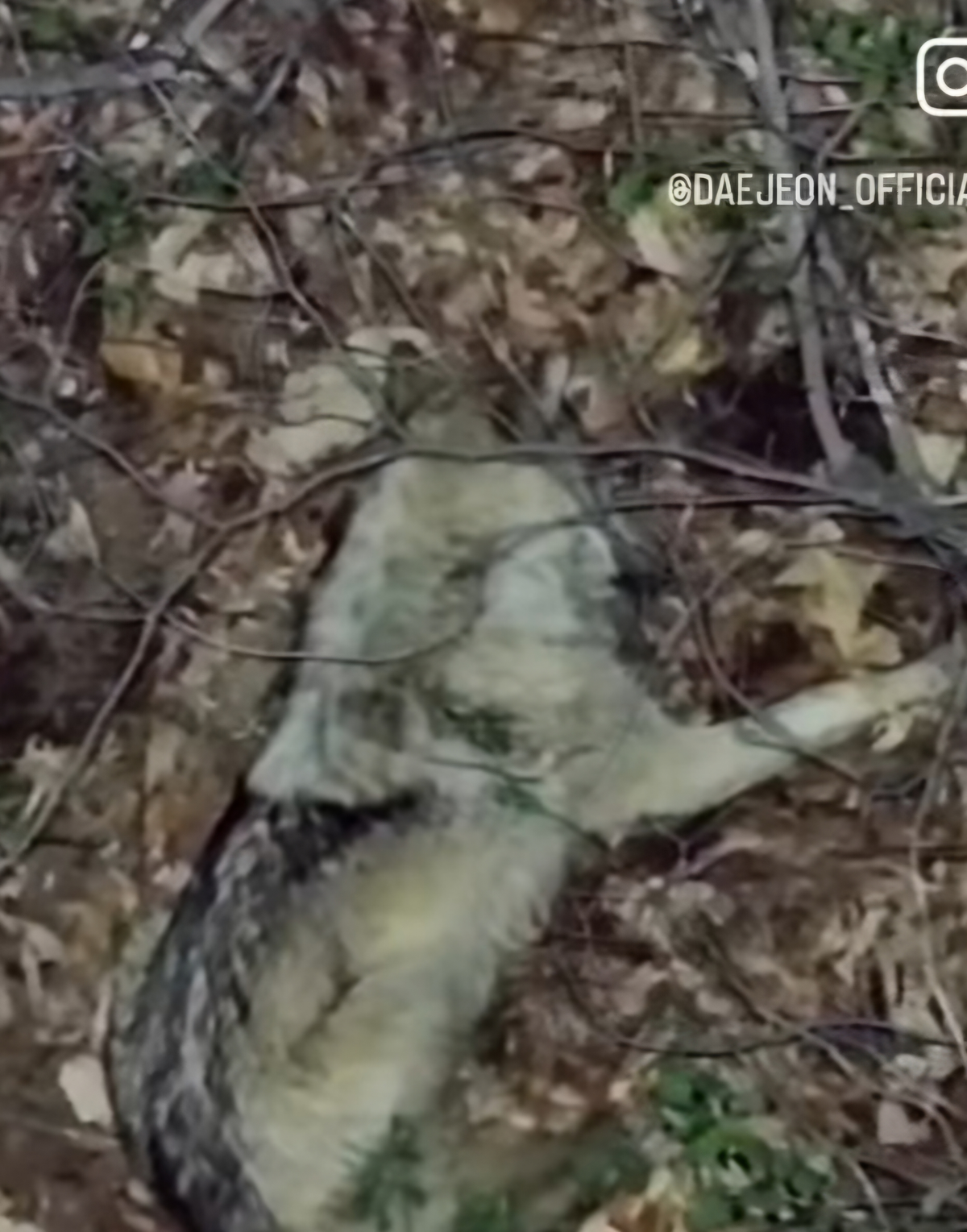 After leaping over a 2m retaining wall, ‘Neukgu’ disappears again··· One week since the O-World escape, the search operation grows longer