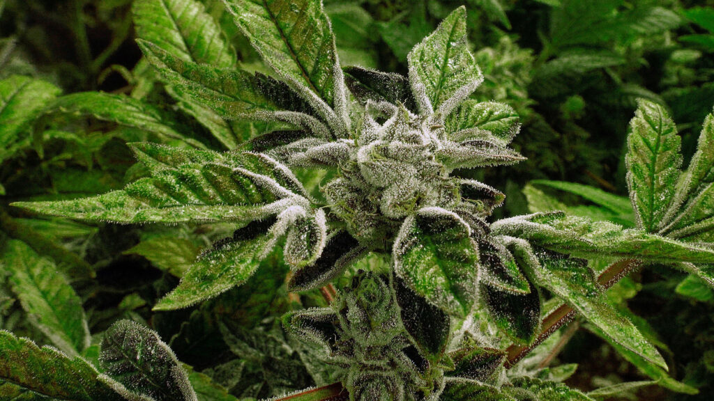 Trump reclassifies state-licensed medical marijuana as a less-dangerous drug in a historic shift