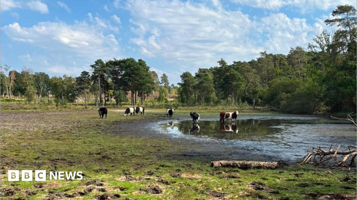 'I have never seen the pond so low in 17 years'