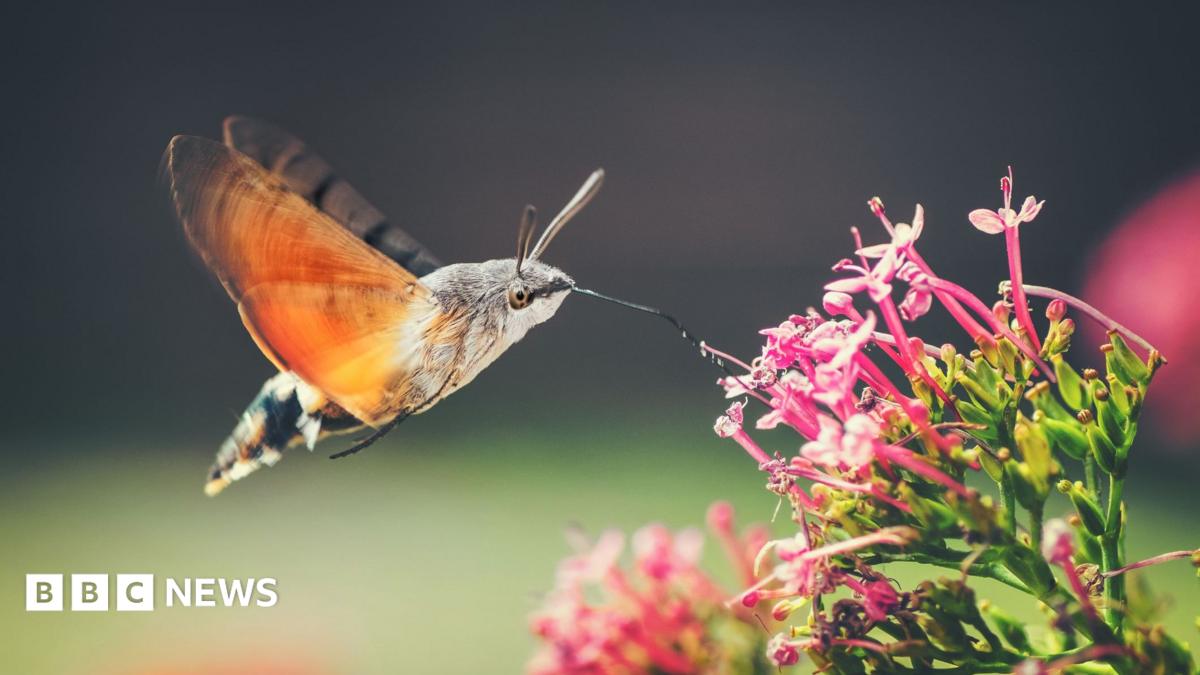 Have you seen the hummingbird hawk moth?