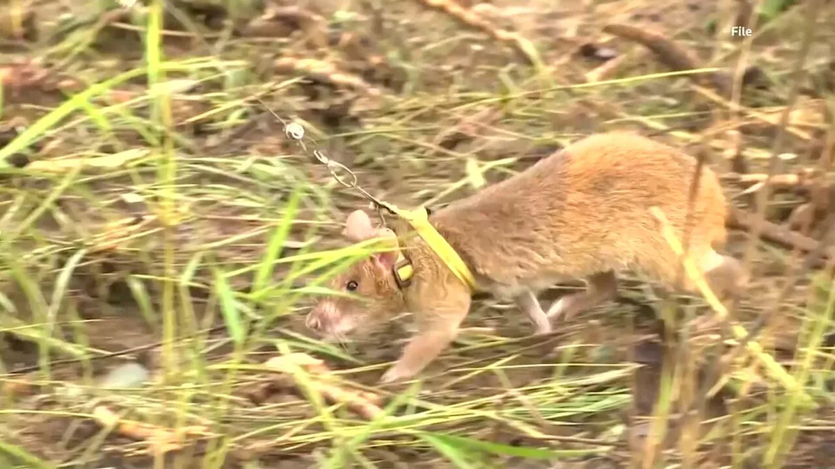 Rat that detected 100 landmines honored by Cambodia statue