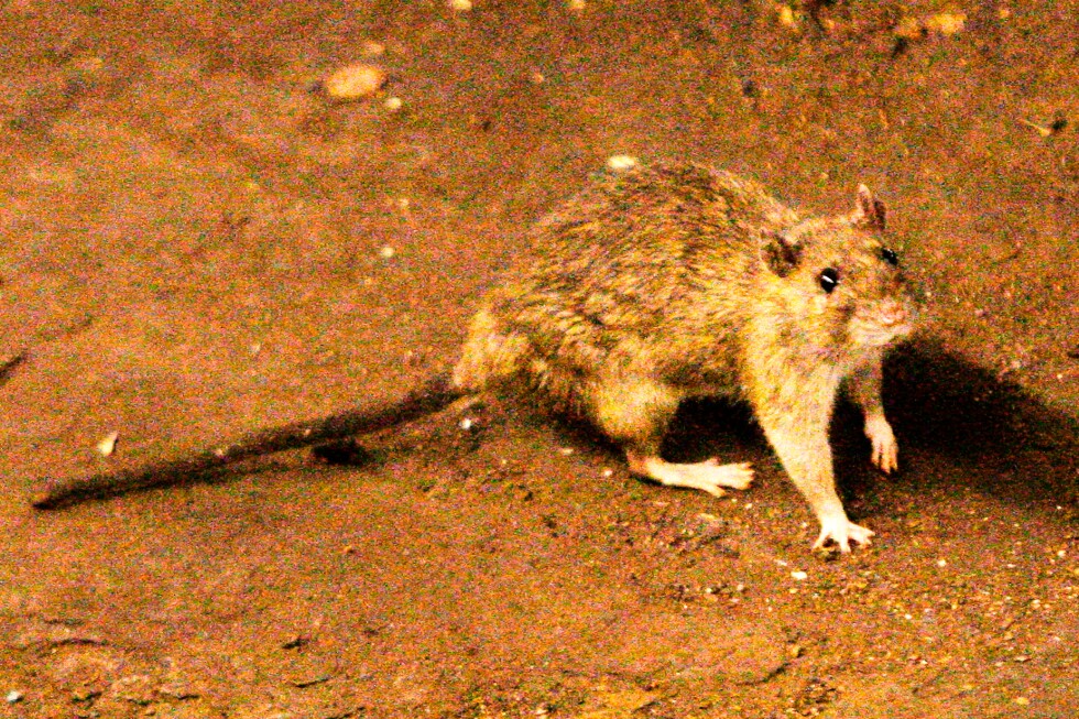 A suspected outbreak of the rare hantavirus on a cruise ship in the Atlantic kills 3 people