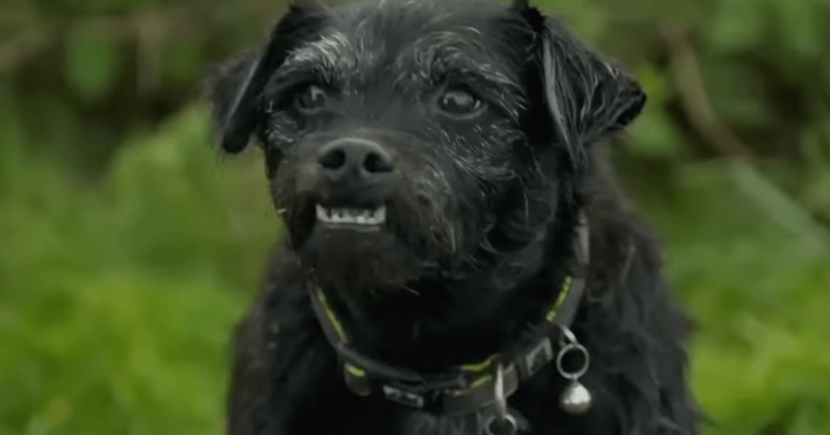 Bob Mortimer and Paul Whitehouse lead tributes to dog and 'greatest little chum' Ted from Gone Fishing