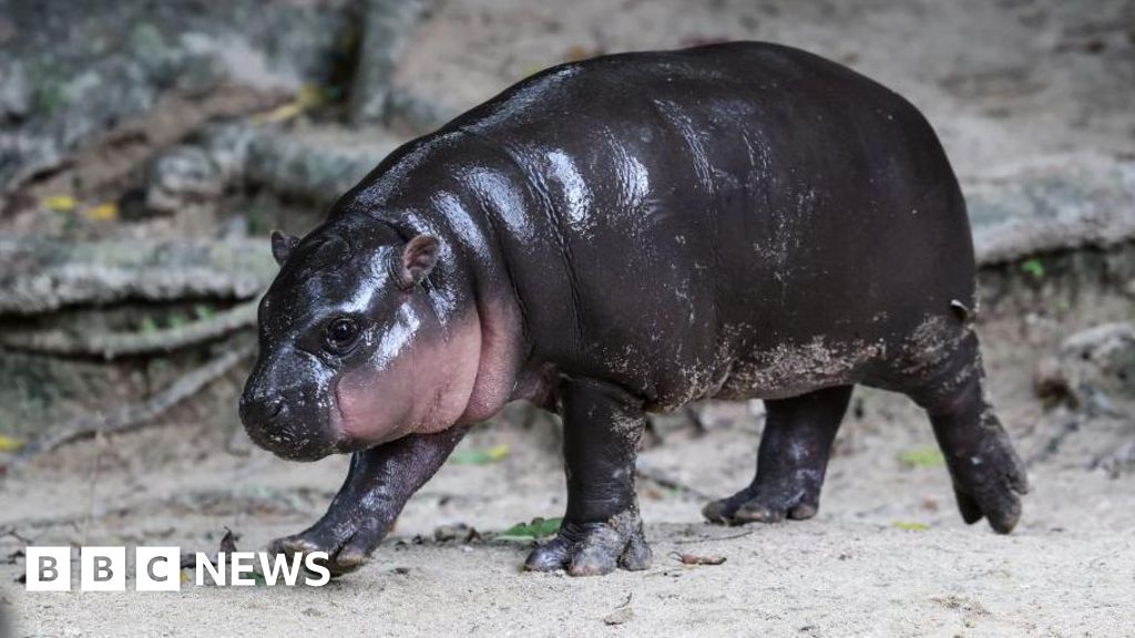 Man fined after breaking into viral hippo Moo Deng's enclosure