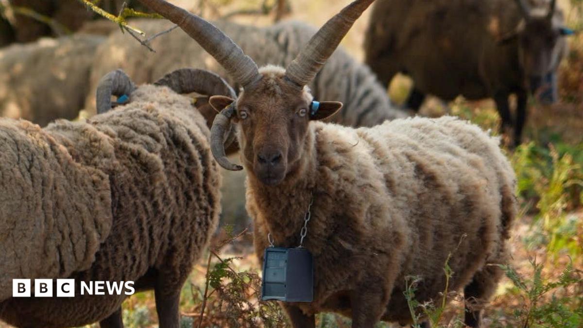 GPS collars making shepherds' lives 'much easier'