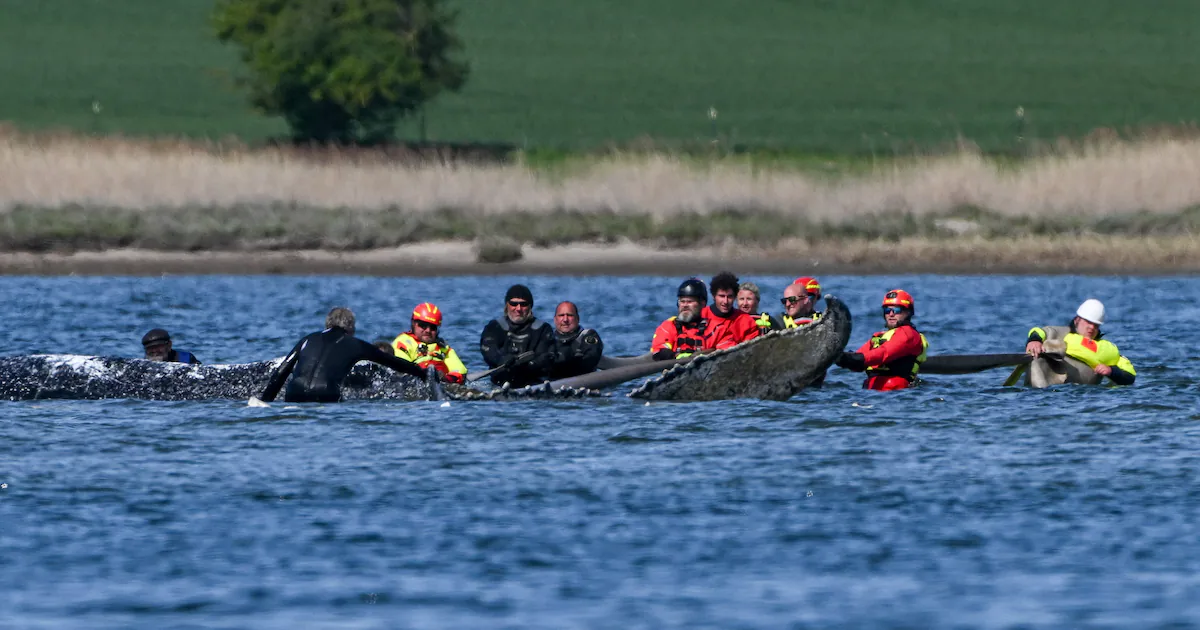 Operation under way to rescue a humpback whale stranded off Germany’s Baltic coast