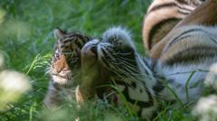 Rare tiger cub from litter of four dies