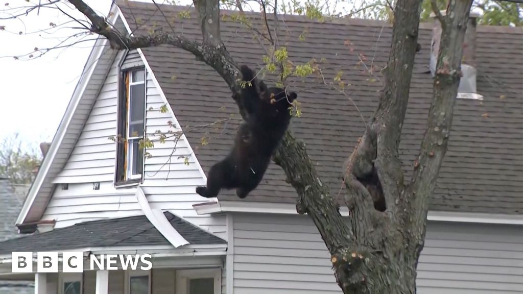 Watch: Black bear caught in net after falling from tree