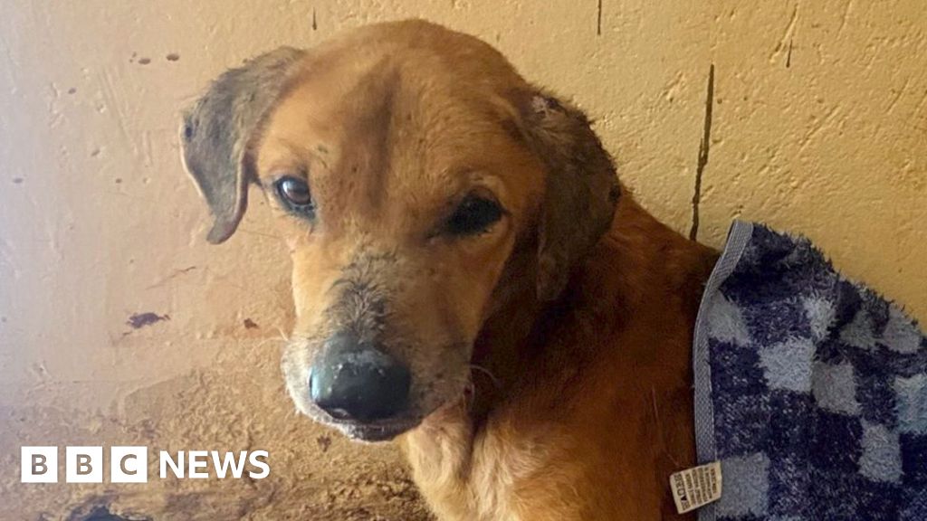 BBC uncovers the scammers exploiting dogs to elicit donations from animal lovers
