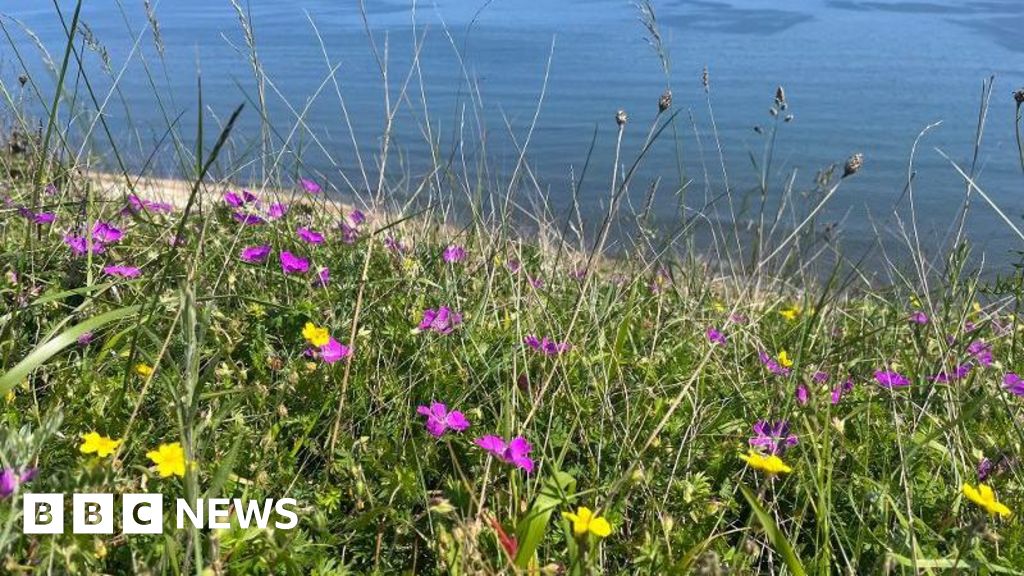 Rare coastal grassland restoration completed