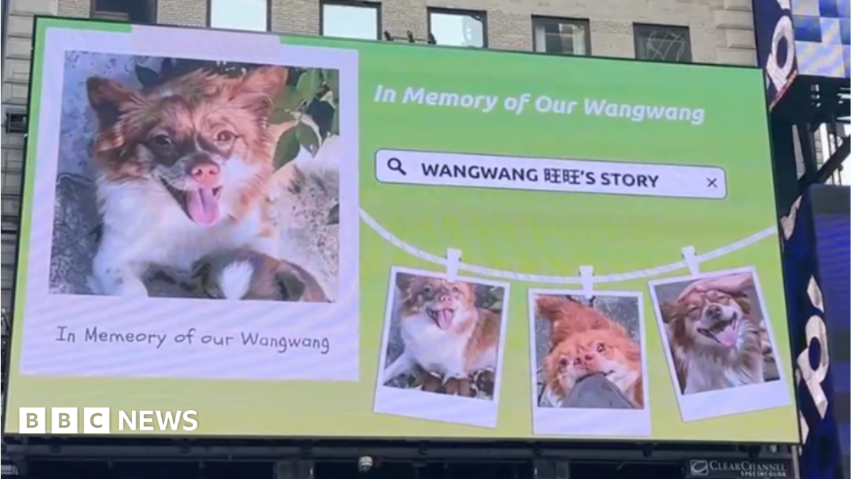 Blocked by censors, China's animal lovers take fight against abuse offline and overseas