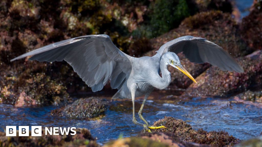 Hundreds of twitchers flock to see African bird in UK for first time
