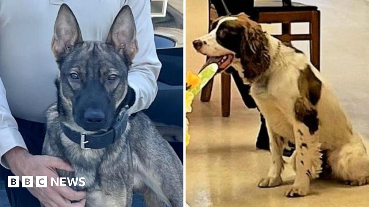 US officer charged after two police dogs die in hot patrol car