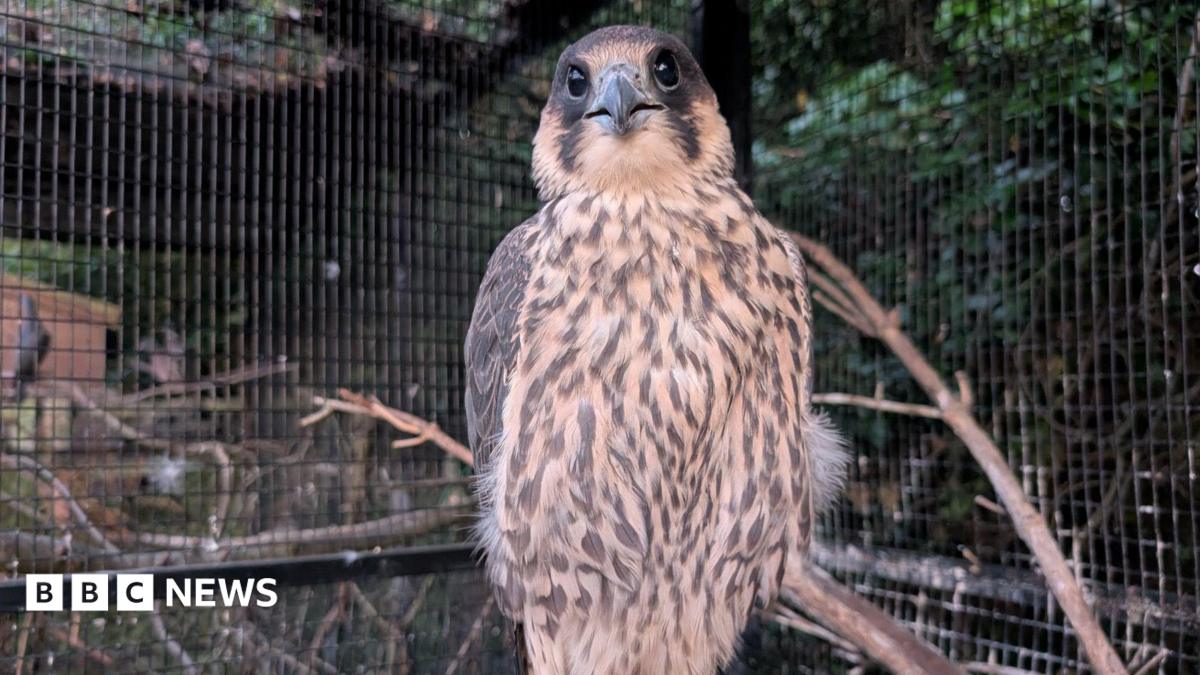 Injured peregrine reunion 'brought tears to eyes'
