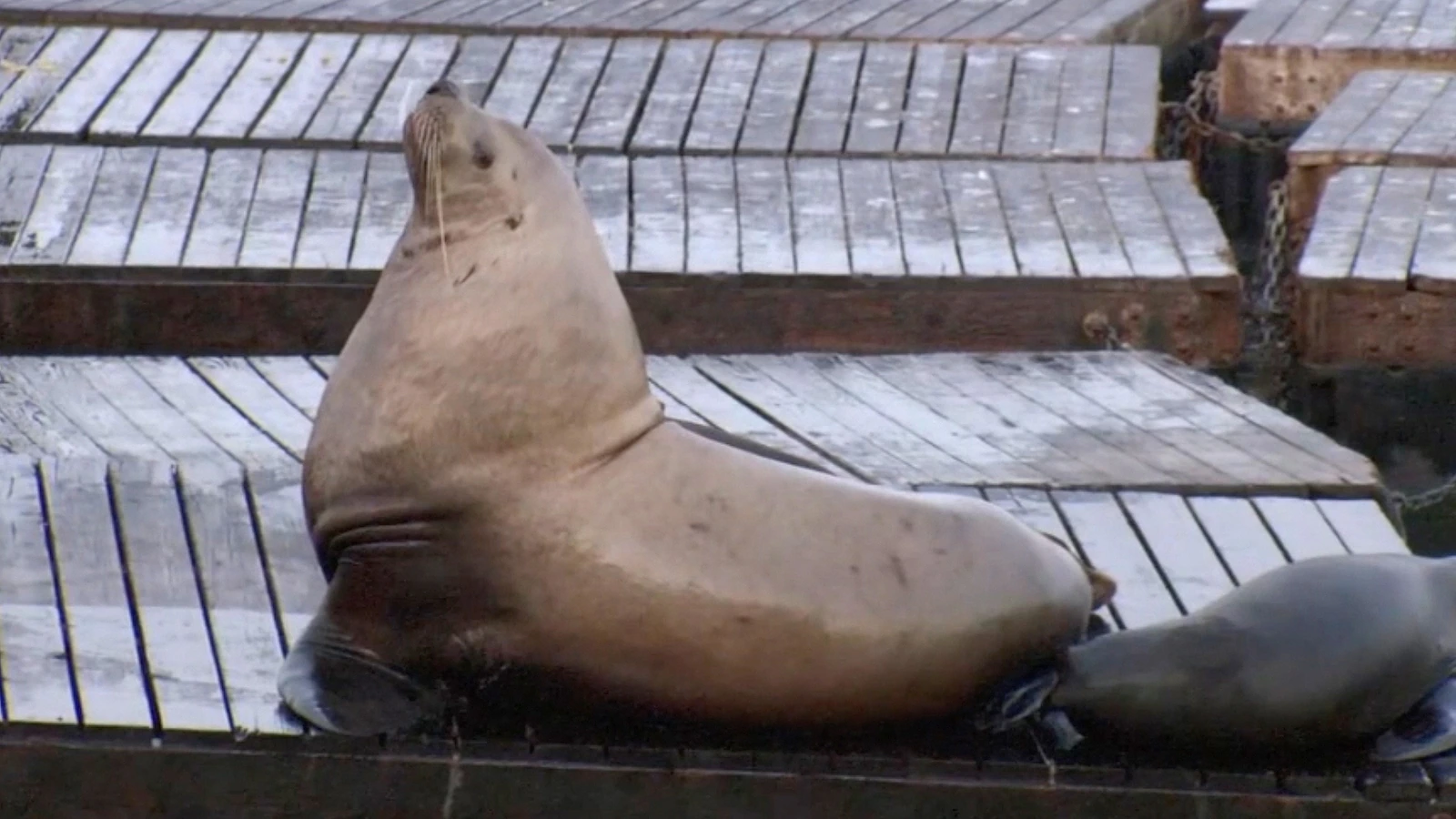 Viral giant sea lion 'Chonkers' returns to San Francisco's Pier 39
