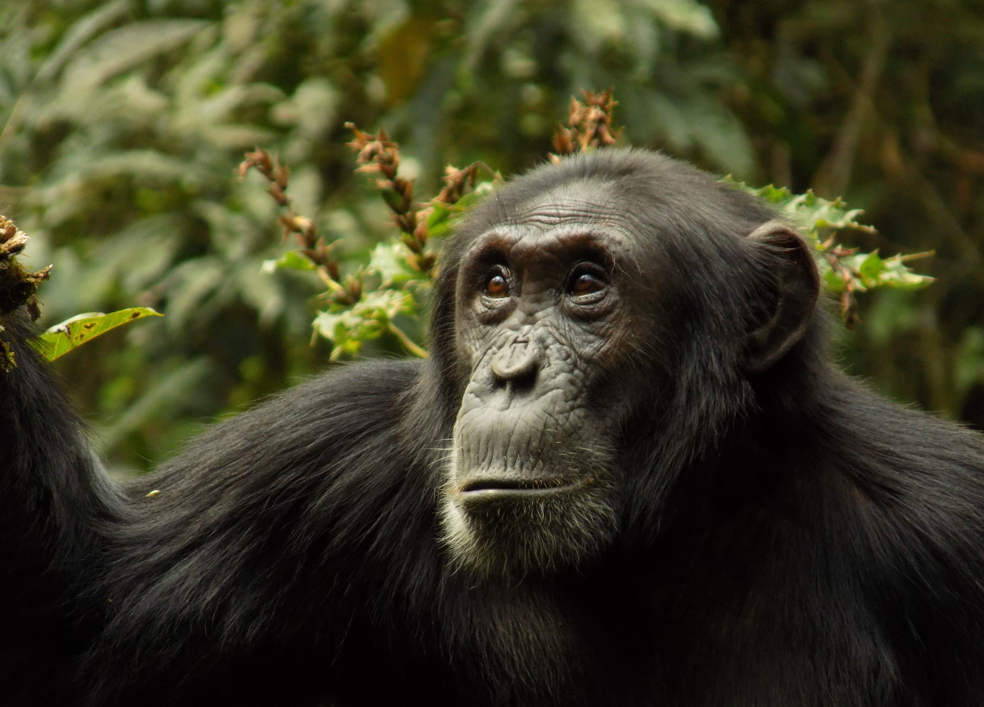 Wild chimpanzees demonstrate rare instance of division and collective violence