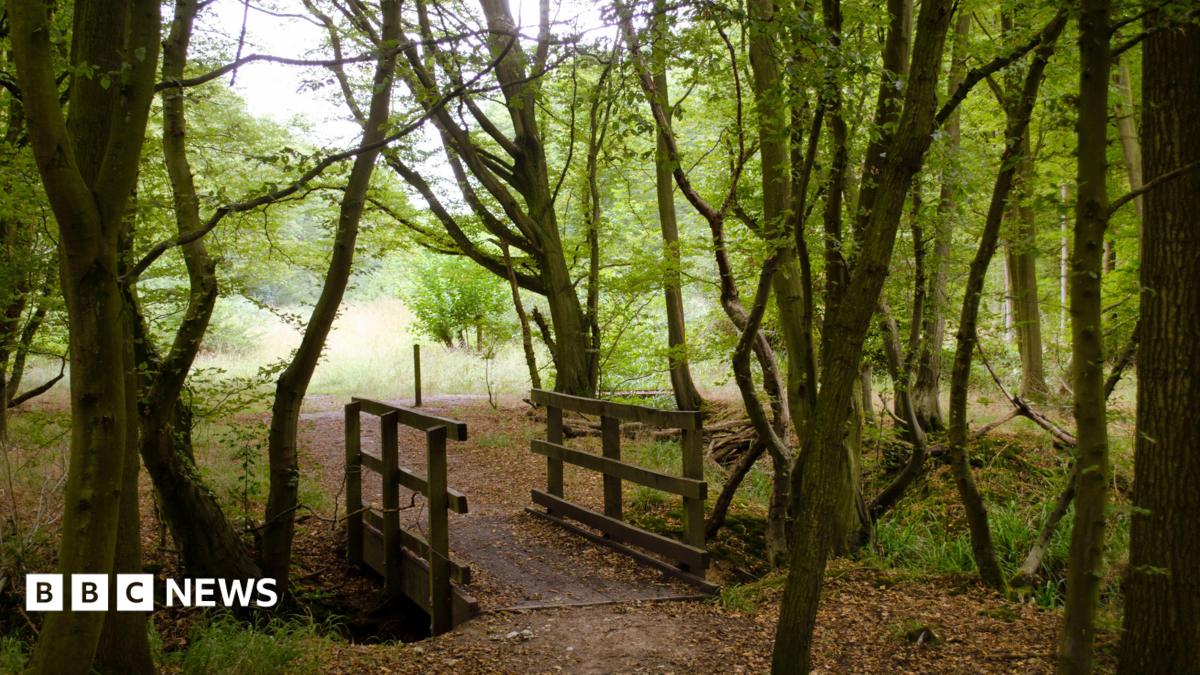 Survey finds 'significantly more' ancient woodland