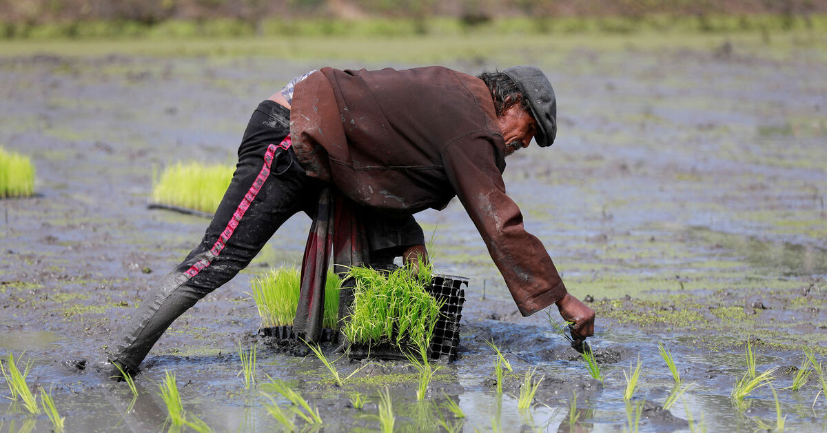 From surplus to strain: world rice supply threatened by Iran war, El Nino