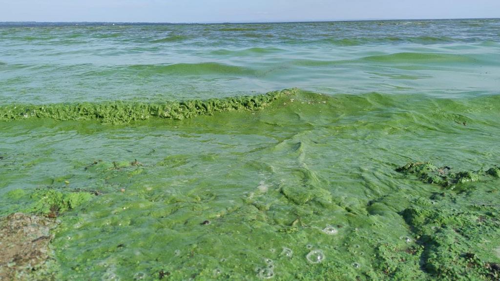 UK Environmental Watchdog Calls Agricultural Pollution Rules Inadequate for Water Quality Goals