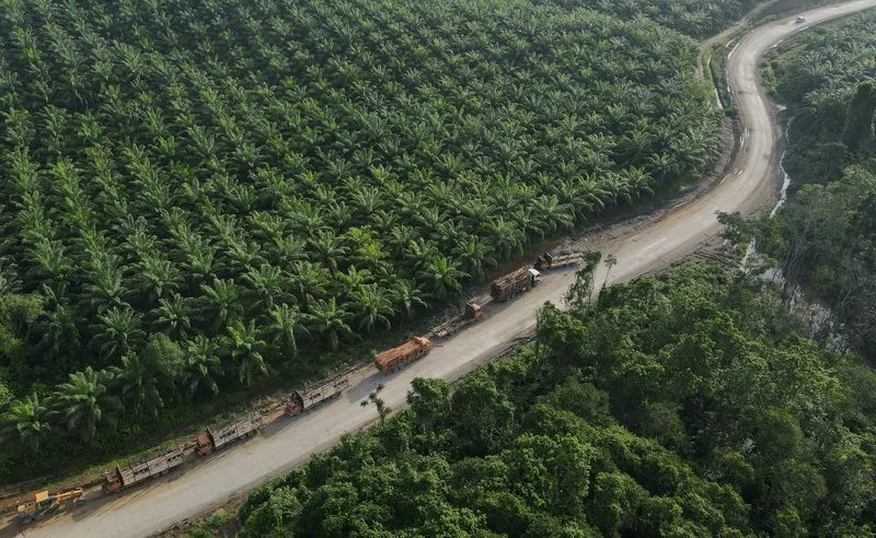 Indonesia to file suspension of concessions against EU on palm oil dispute in WTO