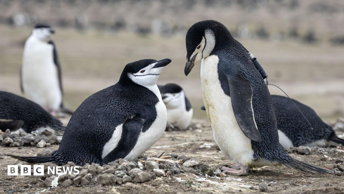 World's largest penguin colony hit by 'alarming' decline in numbers