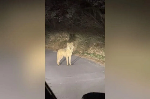 Runaway zoo wolf still roaming free