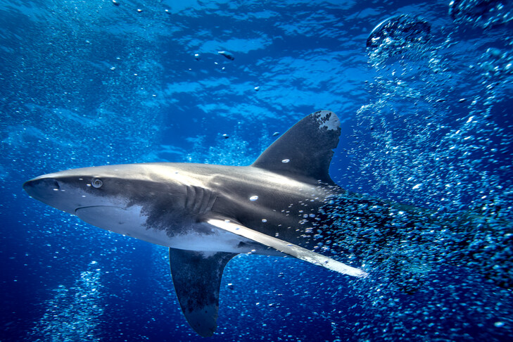 Australian woman critically injured in shark attack at Sydney beach