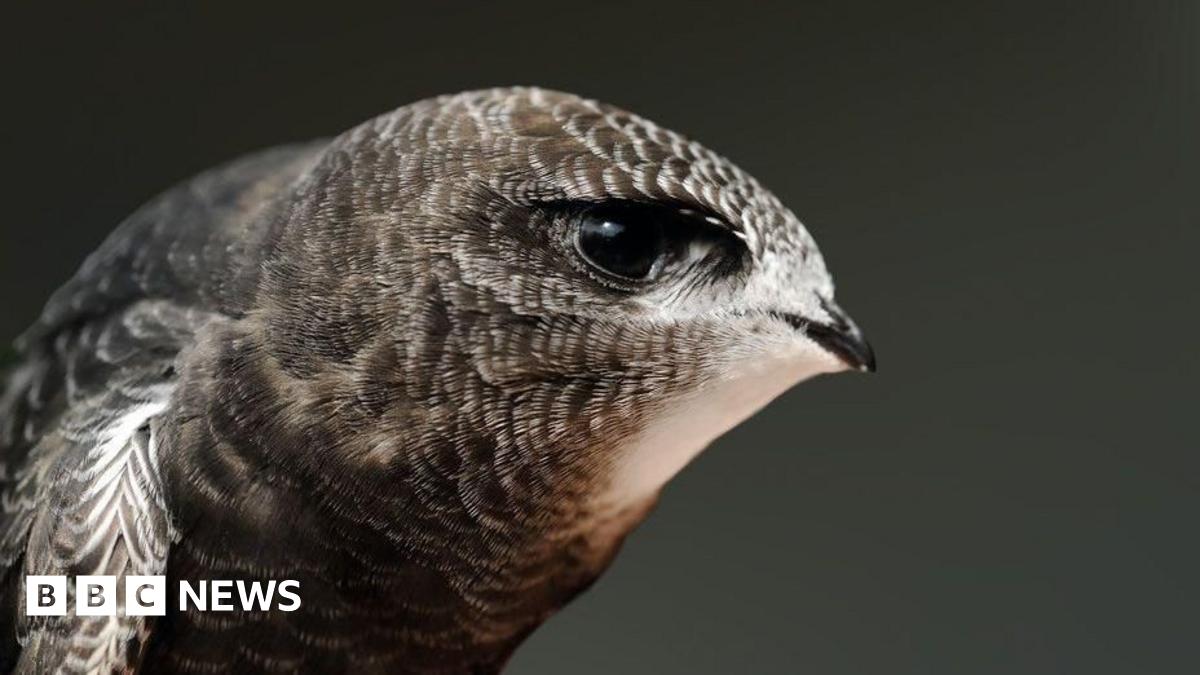 Cambridge college swift boxes used for first time