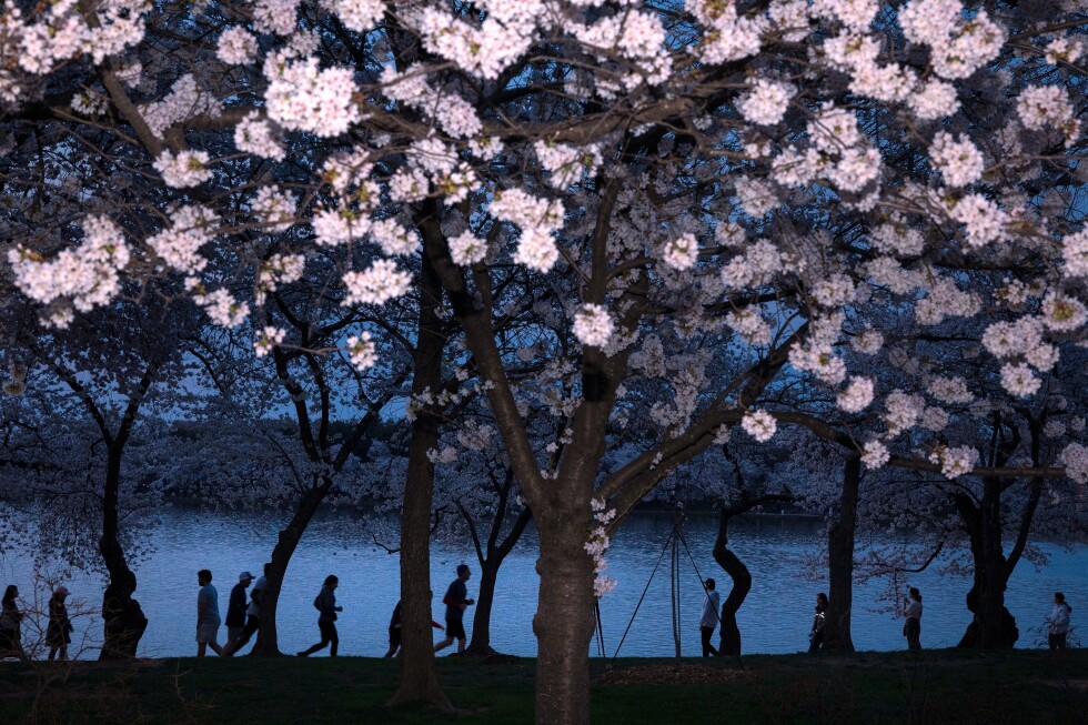 Washington's cherry blossoms hit peak bloom, sending a fleeting burst of pink across the capital