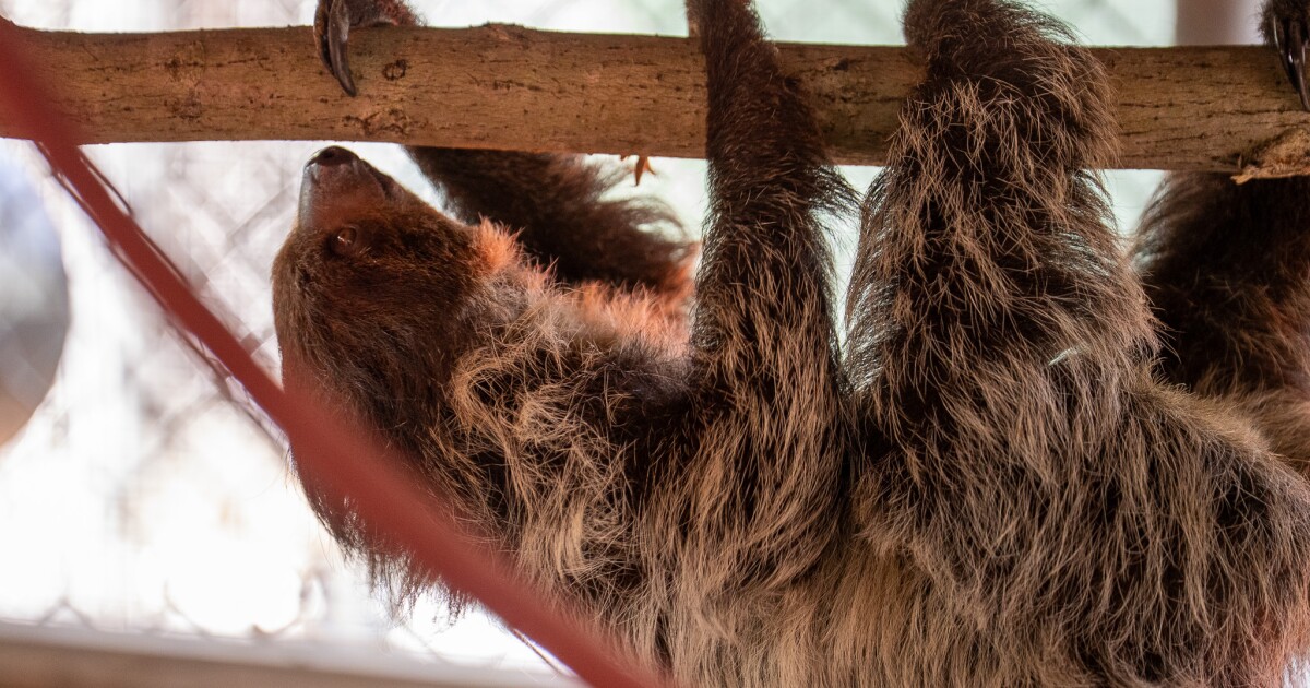 Central Florida Zoo takes in 13 animals from Sloth World, following reported deaths