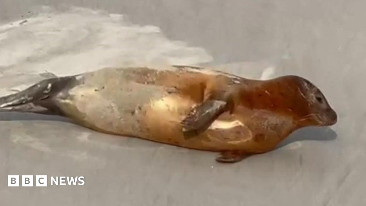 Plea to give Thames seals space for everyone's safety
