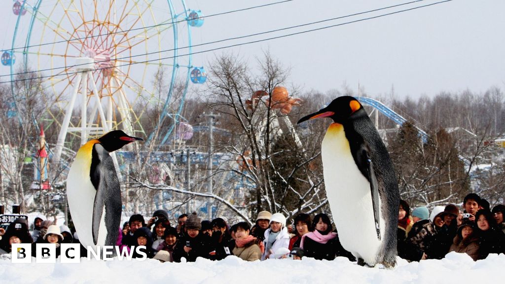 Japan zoo staffer allegedly dumps wife's body inside incinerator