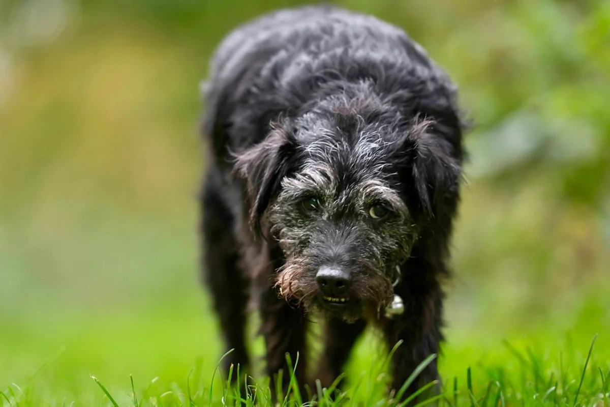 Gone Fishing’s Ted dies as BBC pays tribute to Mortimer and Whitehouse’s canine star