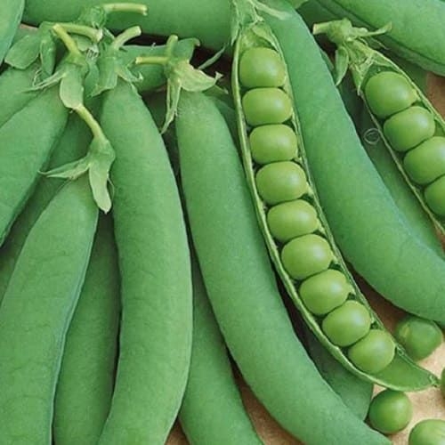 India extends current yellow pea import regime for another year