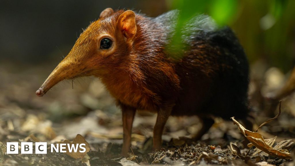 Zoo celebrates birth of second pair of Sengi pups