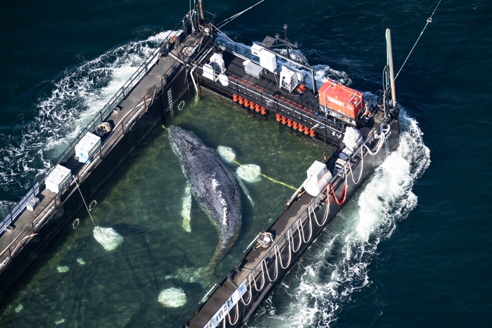 Humpback whale released after spectacular rescue effort found dead off Denmark
