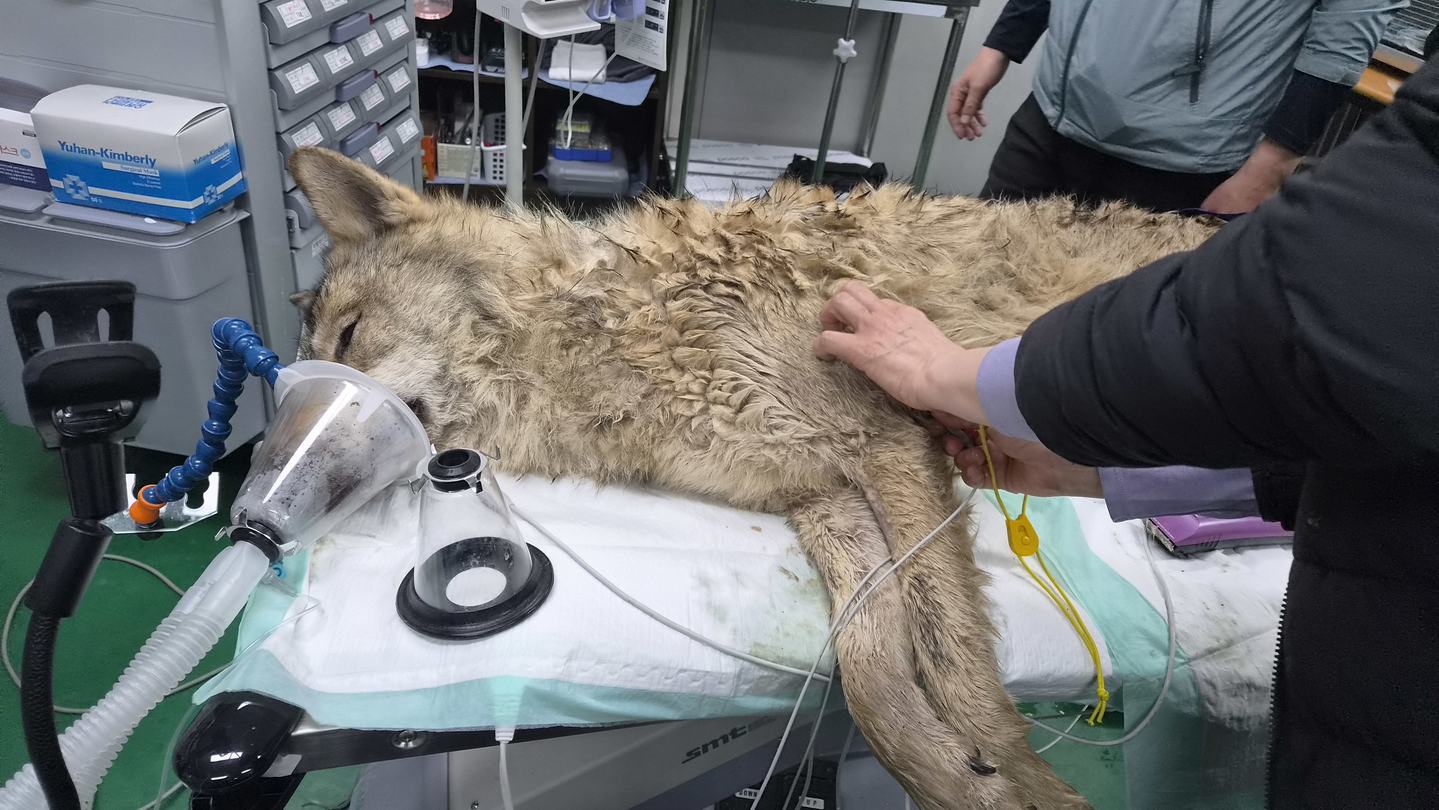 Runaway wolf captured after 9 days, returned to O-World zoo