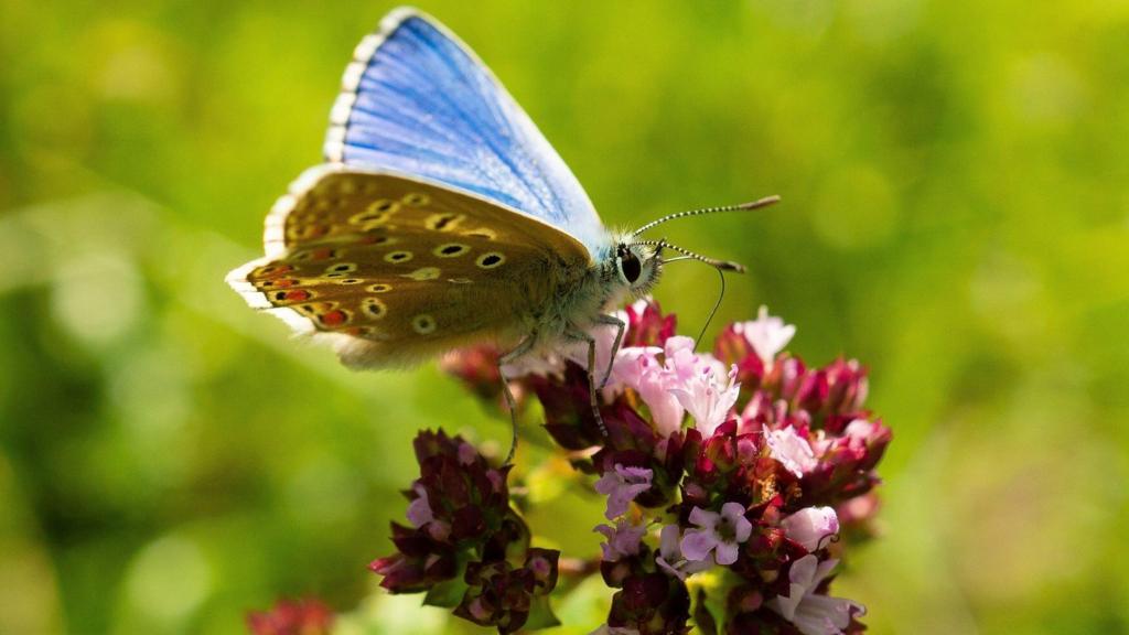 Conservation Initiative Aims to Restore Over 75 Acres of Endangered Chalk Grassland Habitat for Rare Insects