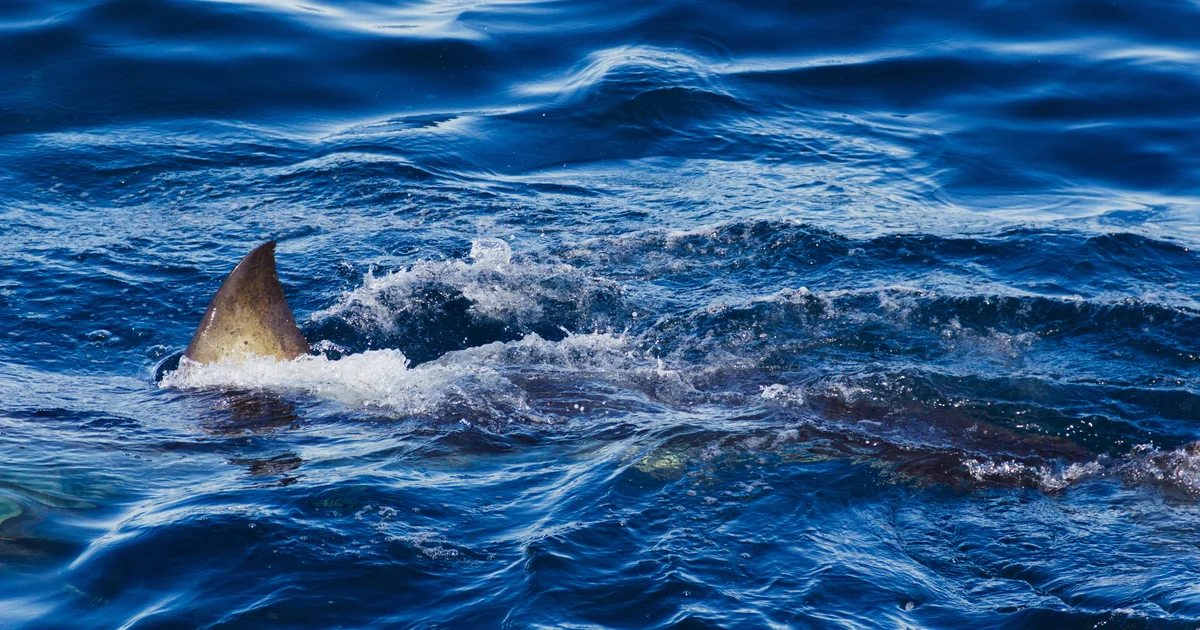Spearfisher killed in Australia's third fatal shark attack in 4 weeks