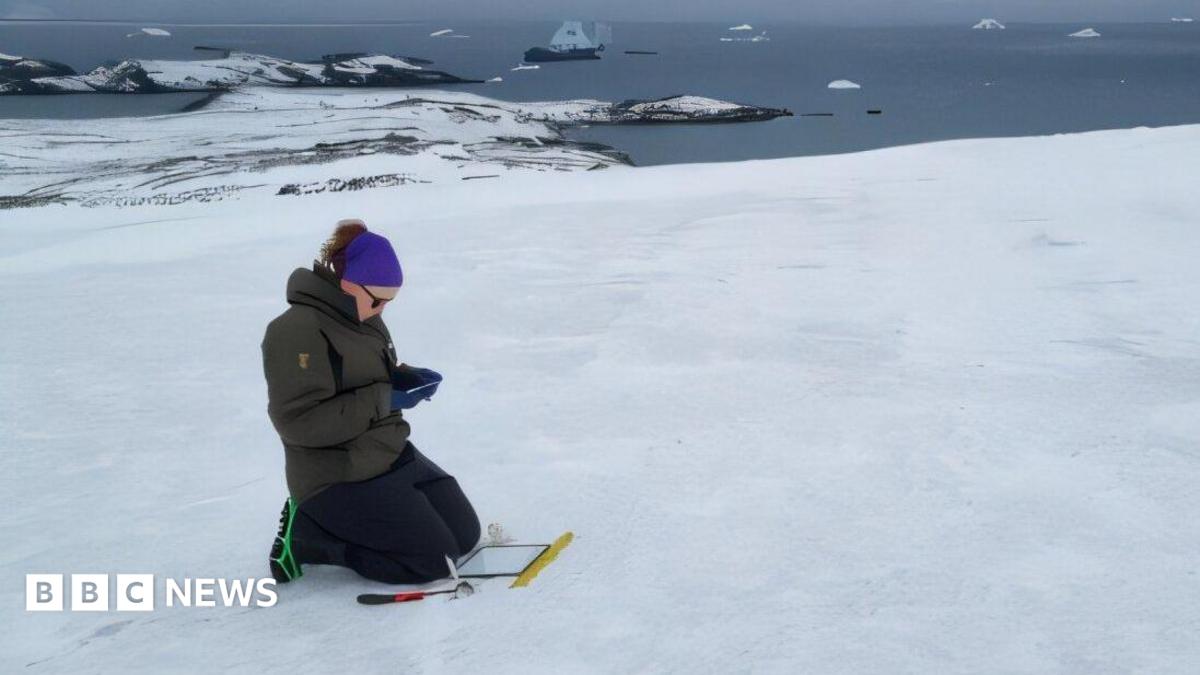 Academic finds diverse algae on Antarctic mission