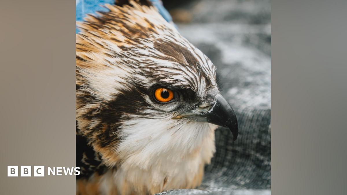 Record number of osprey chicks for nature reserve