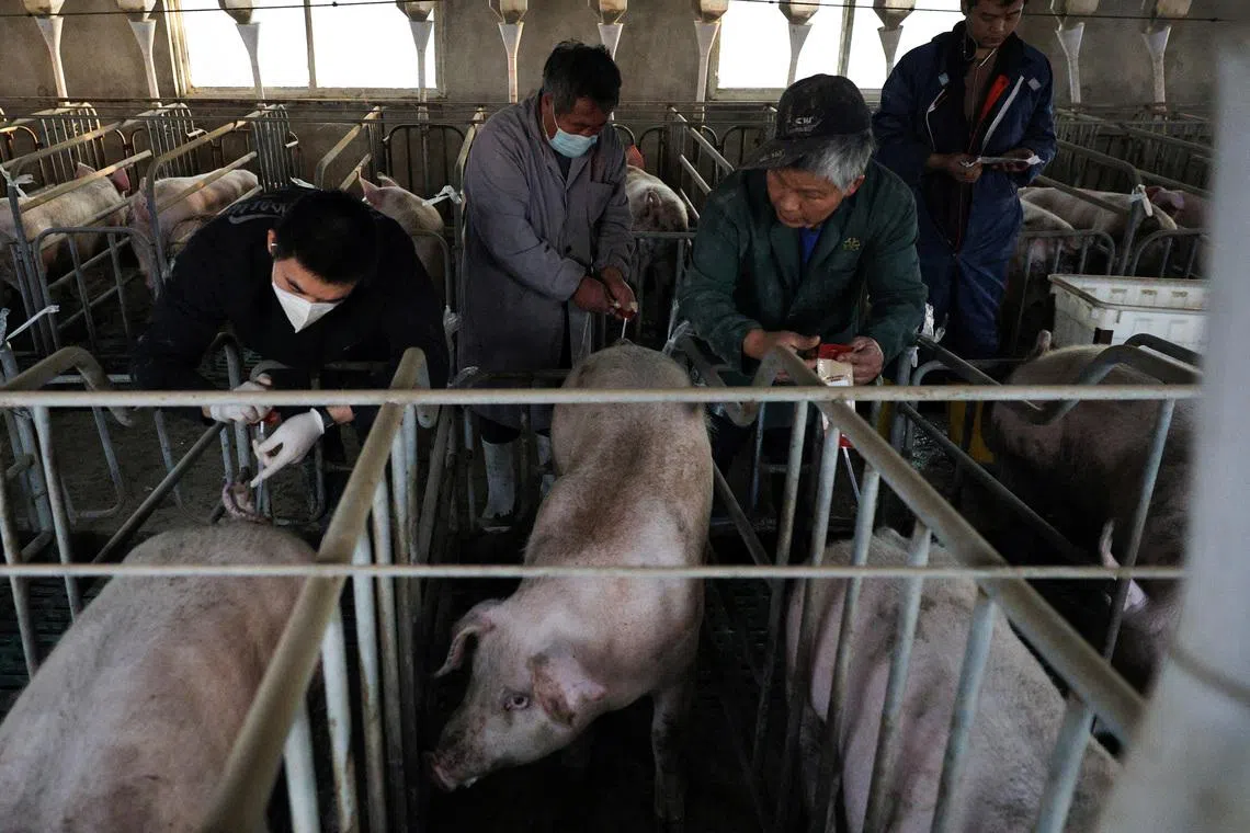 Chinese pigs fed new menu as Beijing weans farmers off US soy