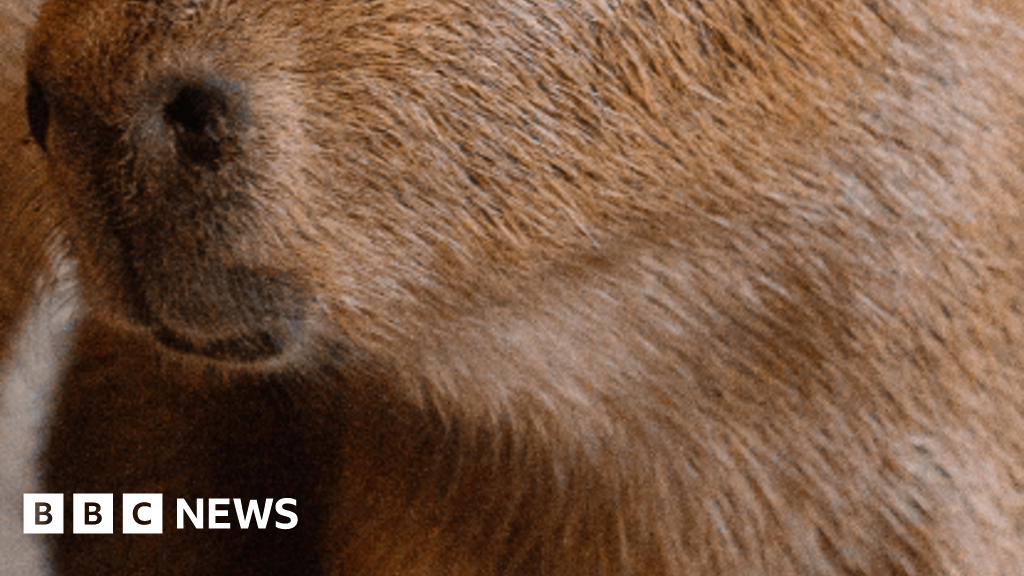 Two capybara pups born to UK's only breeding pair