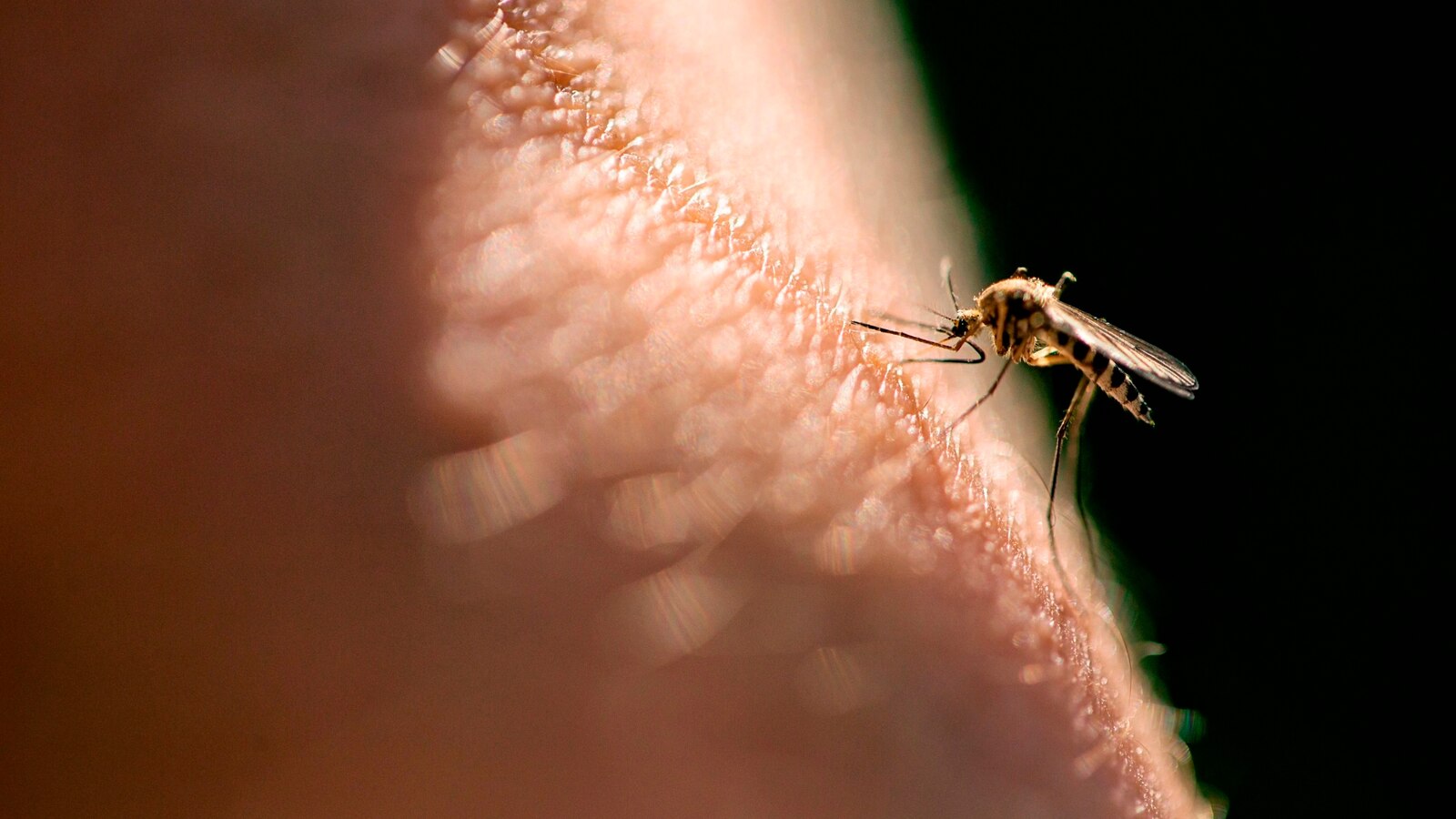 How scientists are tracking mosquitoes that could be carrying deadly diseases