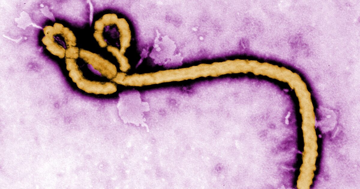 Ebola outbreak kills 65 in DR Congo