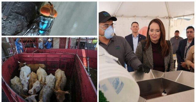 Disaster Declared as 2nd Screwworm Case Found in Texas near Border, Canada Bans Texas Cattle